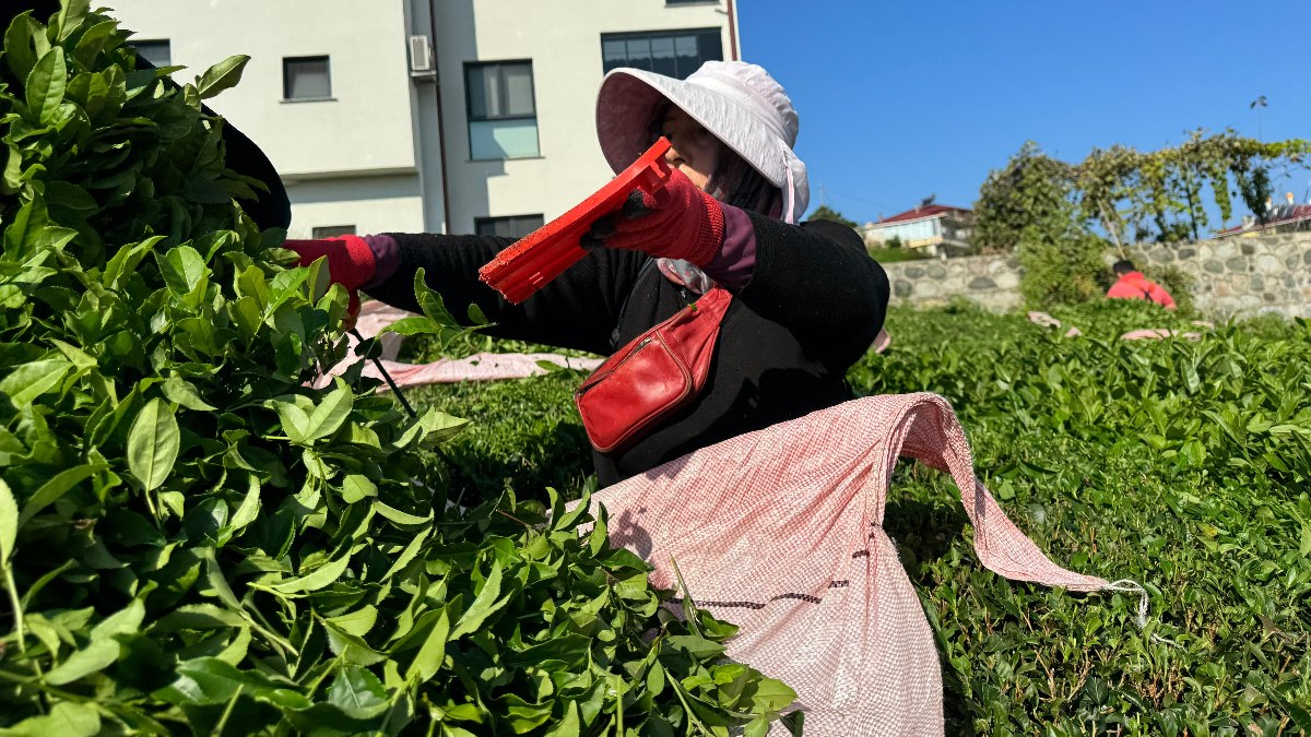 Rize’de çaya 4. sürgün geldi, üretici memnun