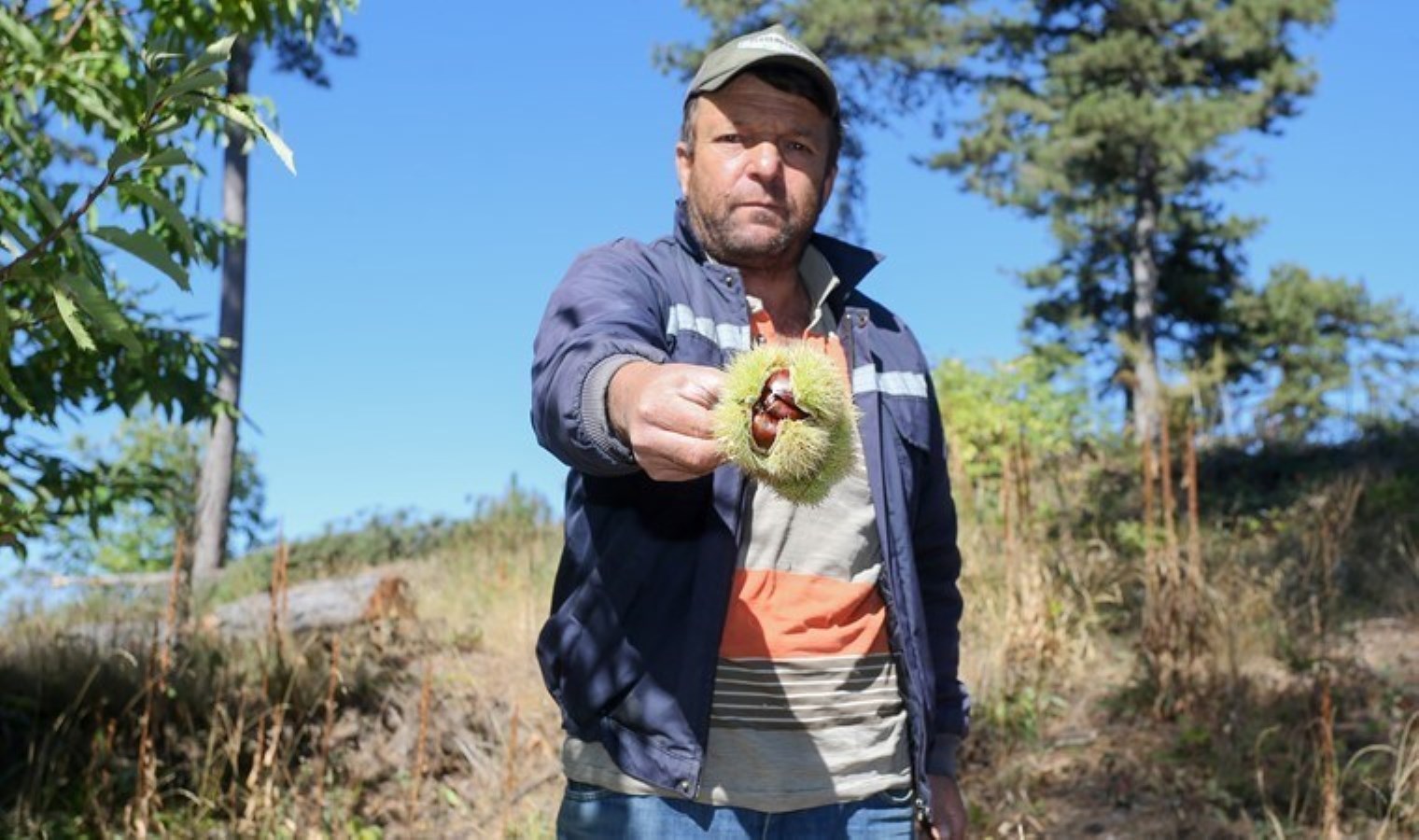 Simav Dağı’nda hasat başladı! Yıllık 1500 ton üretiliyor…