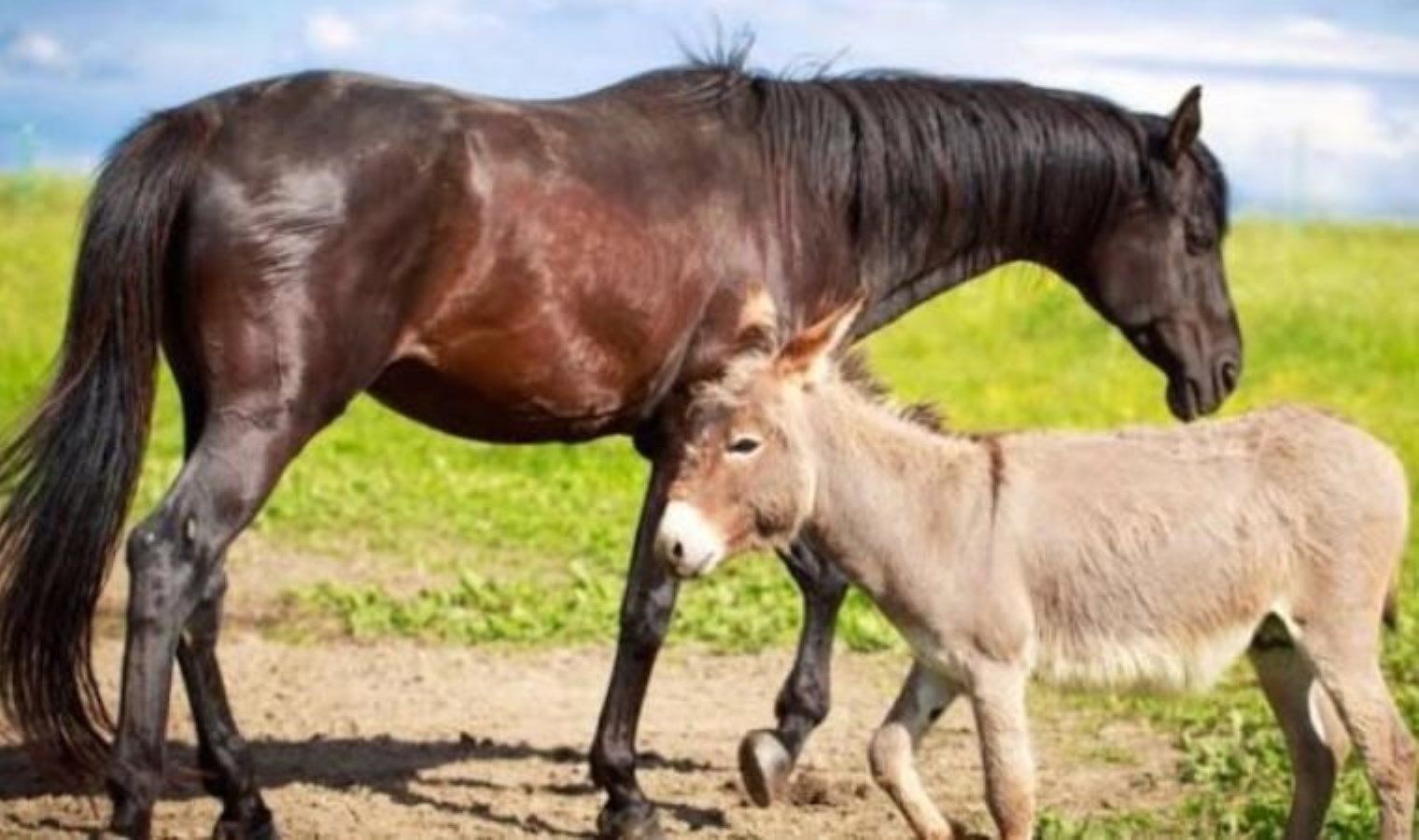 Sudan’dan 500 ton at, eşek ve domuz eti ithalatına gümrük indirimi!