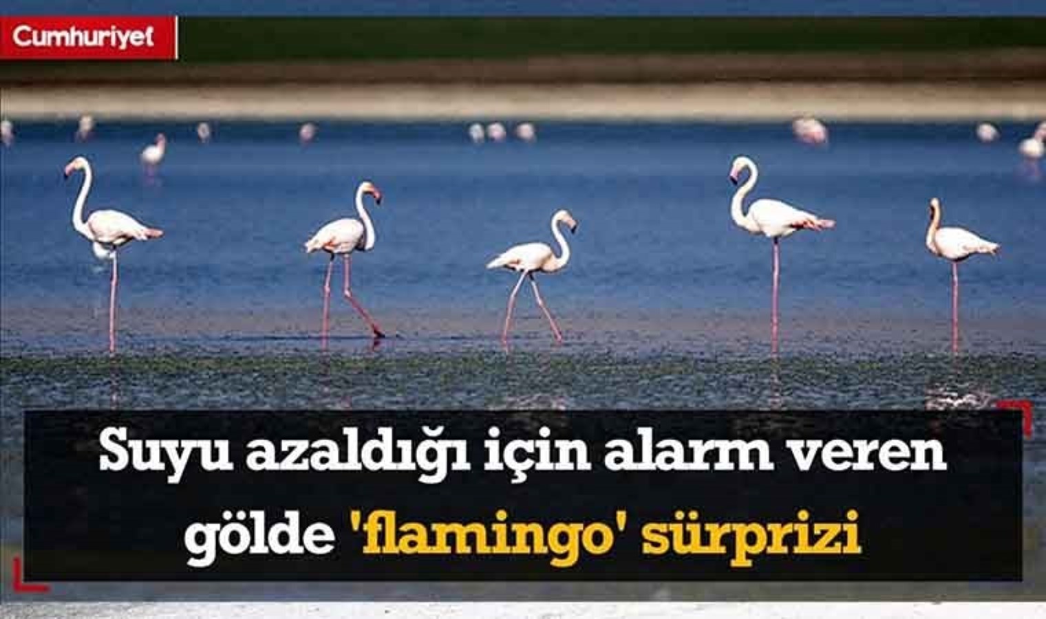 Suyu azaldığı için alarm veren gölde ‘flamingo’ sürprizi