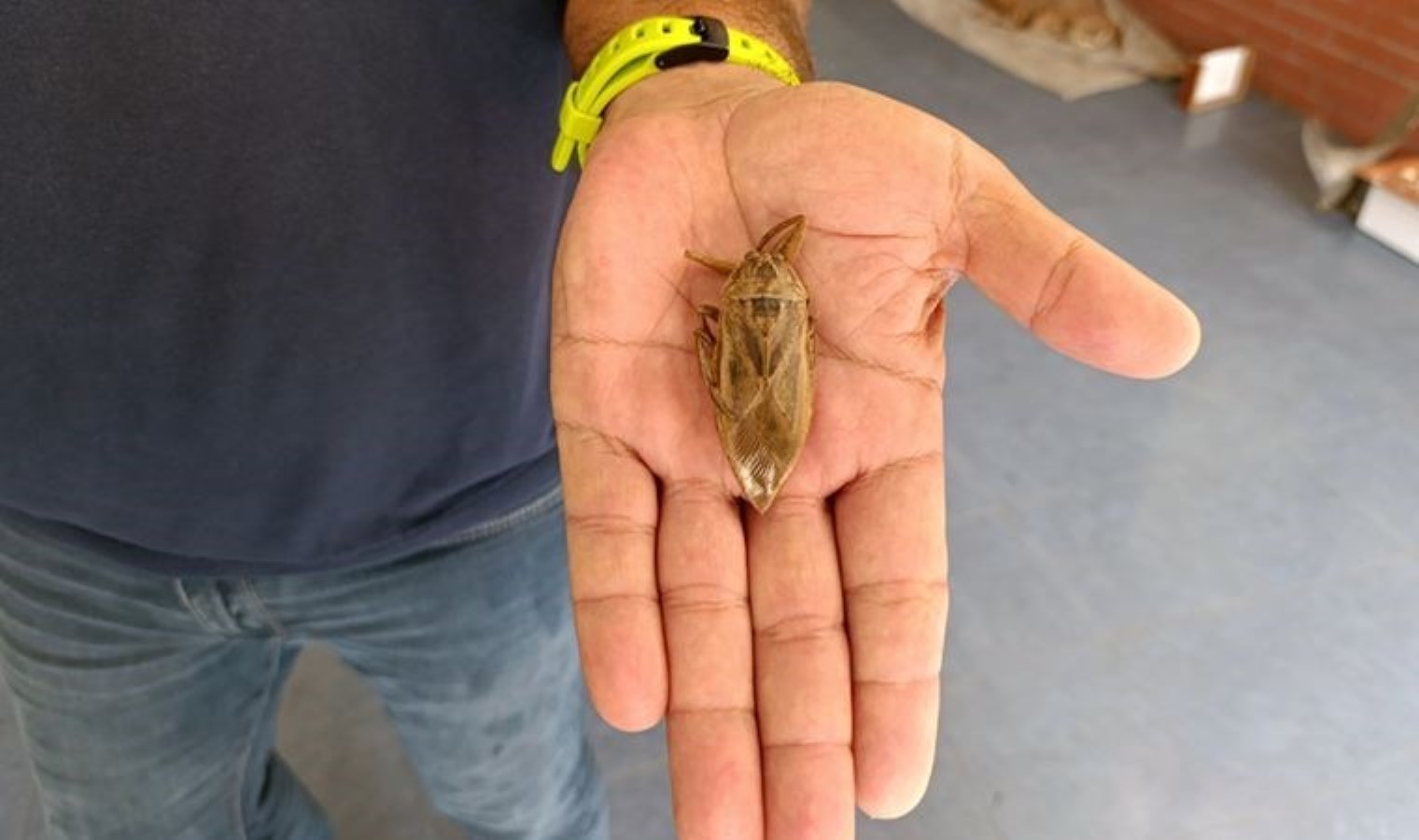 Tatlı sularda rastlanan ‘parmak kopartan böcek’, ilk kez deniz kıyısında görüldü