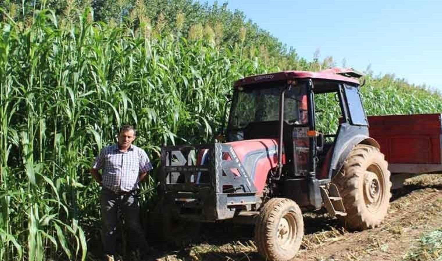 Tokat’ta ilk kez ekildi: Dönüm başına 7 ton verim