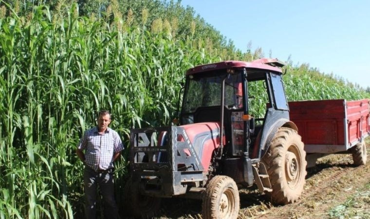 Türkiye’de ilk kez hasadı yapılacak! Sorgum sudan otu melezi ekonomiye katkı sağlayacak