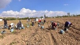 Türkiye’nin patates ambarlarında hasat başladı: 56 bin dekar alandan 300 bin ton ürün bekleniyor