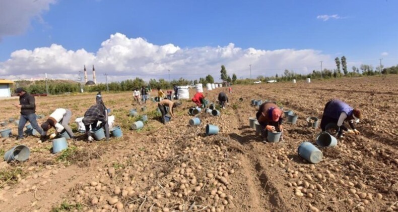 Türkiye’nin patates ambarlarında hasat başladı: 56 bin dekar alandan 300 bin ton ürün bekleniyor