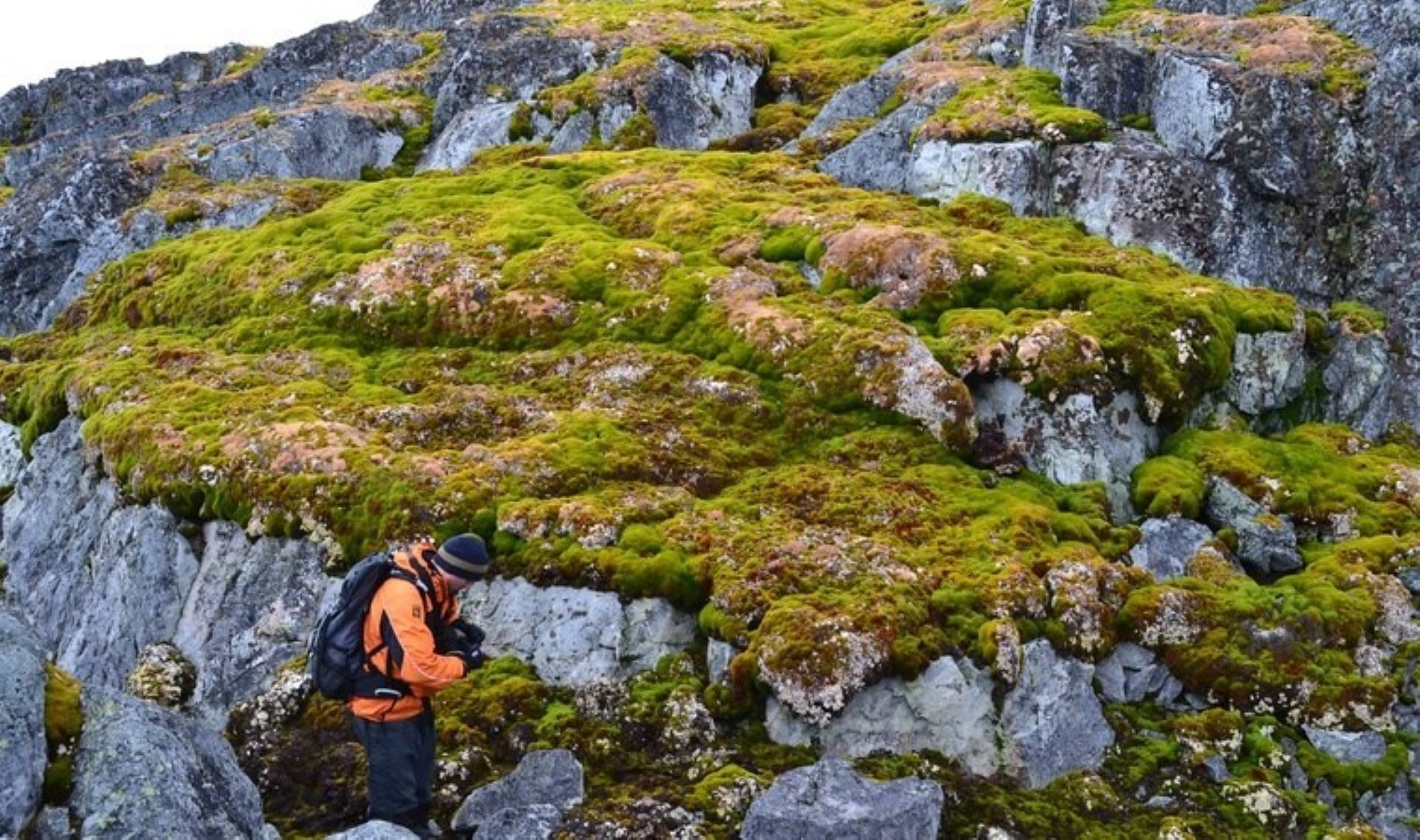 Uydu verileri ortaya çıkardı: İklim değişikliği Antarktika’yı yeşillendiriyor