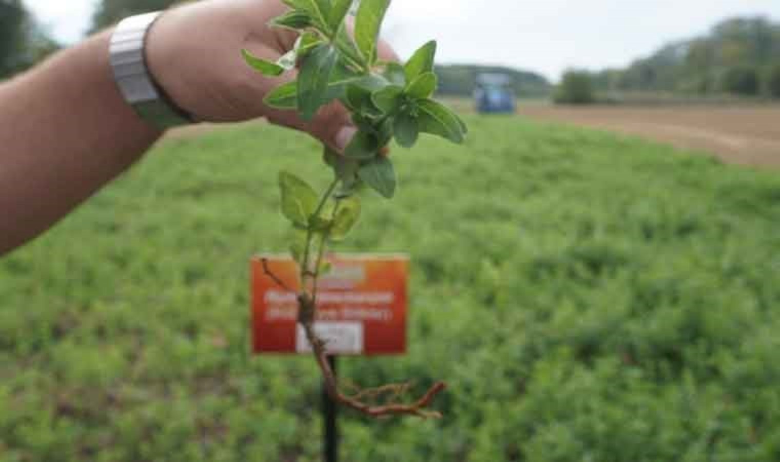 Yüzlerce yıllık tarihe sahip ‘Edirne kırmızısı’ için hasat zamanı