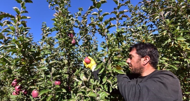 3 bin dekar alandan yıl da 200 ton ürün alıyor!