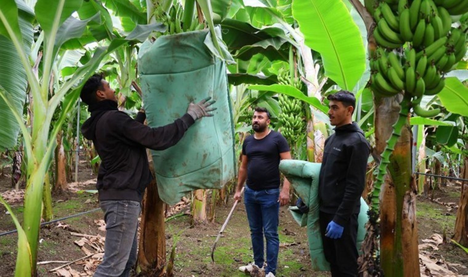 Adana’da ekim alanı 100 kat arttı! 27 liradan alıcı buluyor…