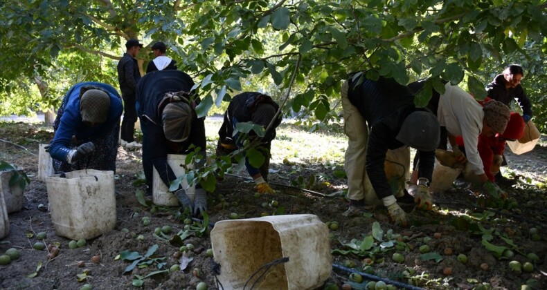 Adıyaman’daki kapama ceviz bahçesinde hasat bereketi