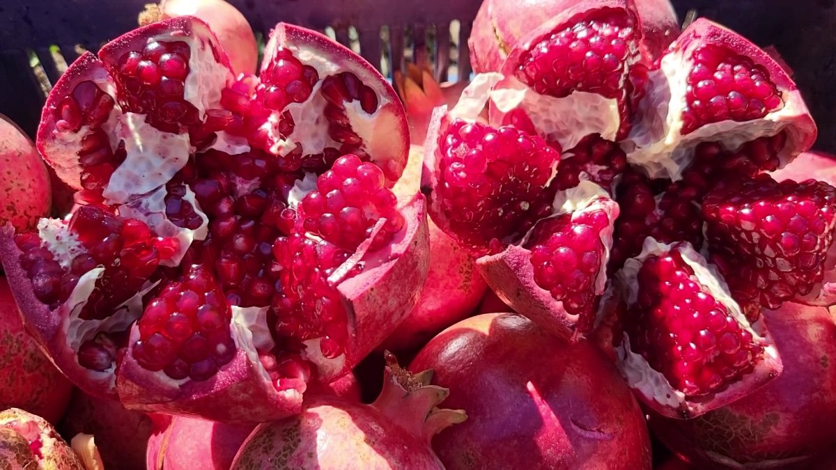 Adıyaman’ın organik narları Avrupa’dan talep görüyor