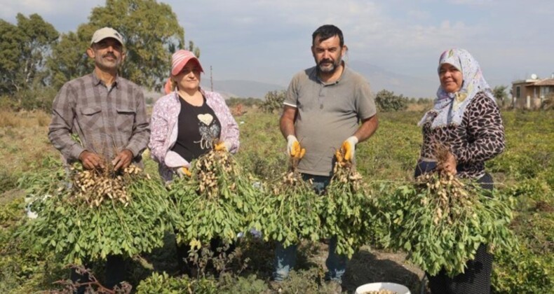 Amik Ovası’nda hasat akraba ile yapılıyor! Günlük 1000 TL’ye işçi bulunamıyor…