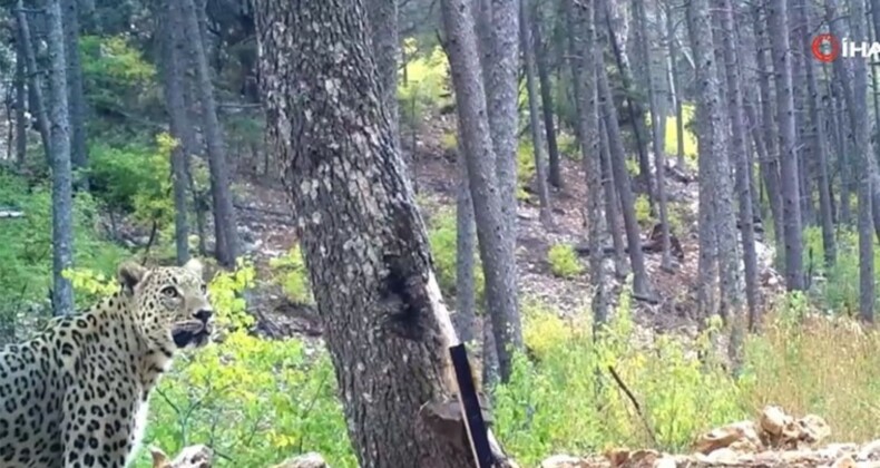 Anadolu parsı fotokapana yakalandı: Bugüne kadarki en net fotoğraflar!