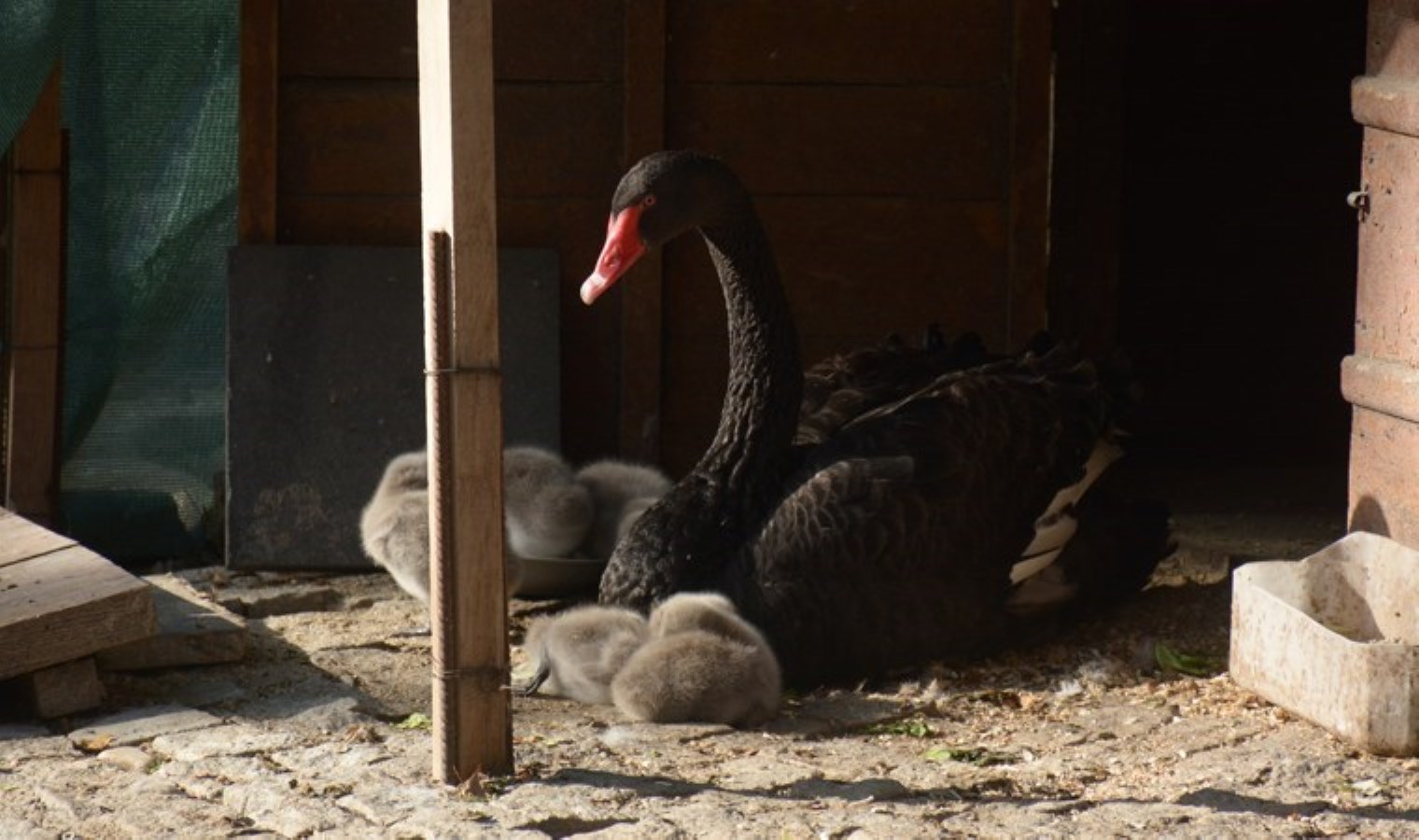 Ankara’nın sembolü Kuğulu Park’ta 29 Ekim’de 5 kuğu yavrusu dünyaya geldi