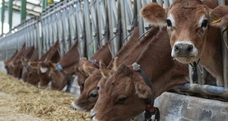 Avrupa’da ‘mavi dil’ alarmı: Hastalık nedeniyle Türkiye ithalatı durdurdu