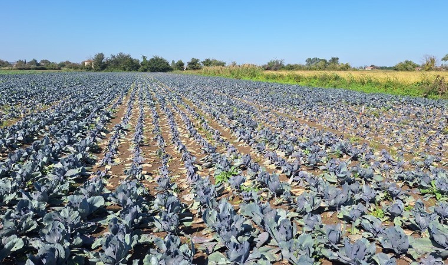 Bafra Ovası’nda 1 milyon 50 bin ton ürün hasat edildi