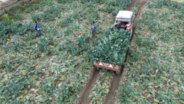 Bafra Ovası’nda yetişiyor, dönüme 2 ton ürün veriyor!