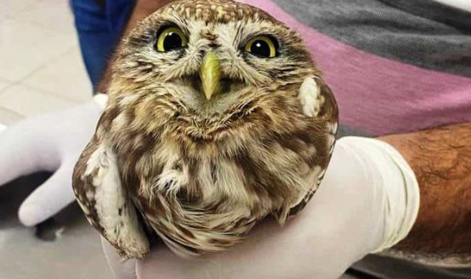 Batman’da ‘puhu baykuşu’ yaralı halde bulundu