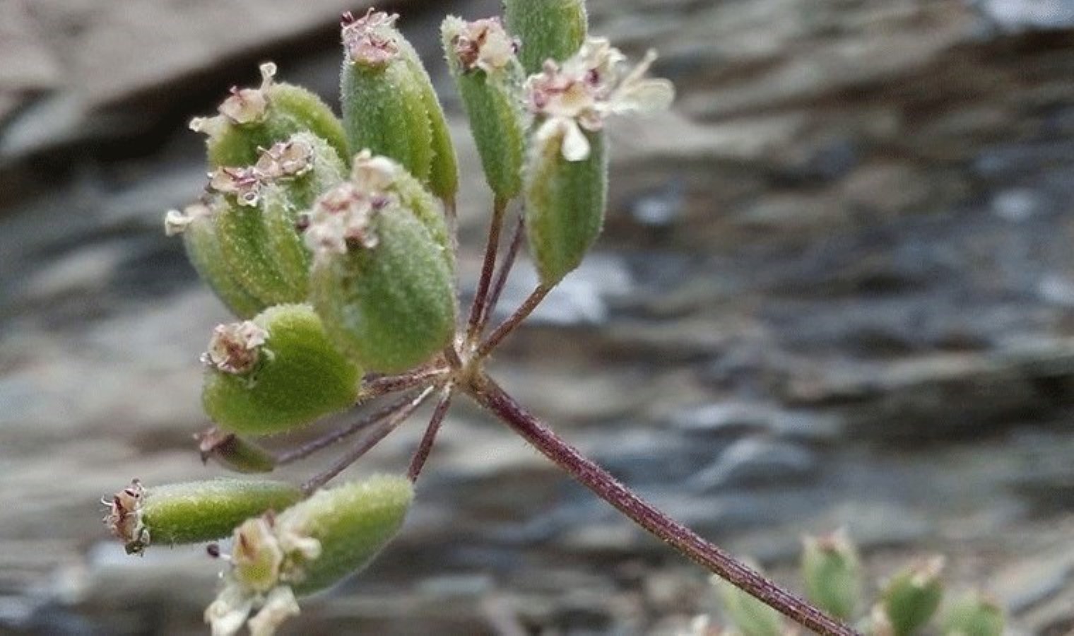 Bu bitki dünyada sadece Tunceli’de yetişiyor!