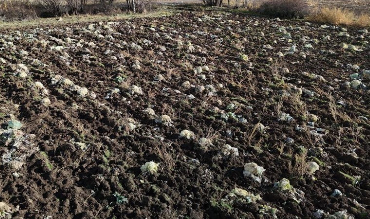 Çiftçinin hayalleri suya düştü! Ürünler tarlada kaldı…
