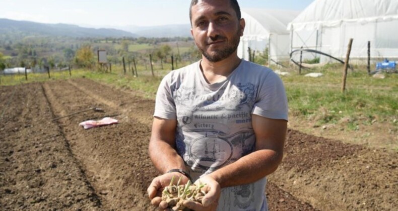 Çocukken yaylalarda topluyordu, şimdi yetiştiricisi oldu! 800 bin lira gelir elde ediyor