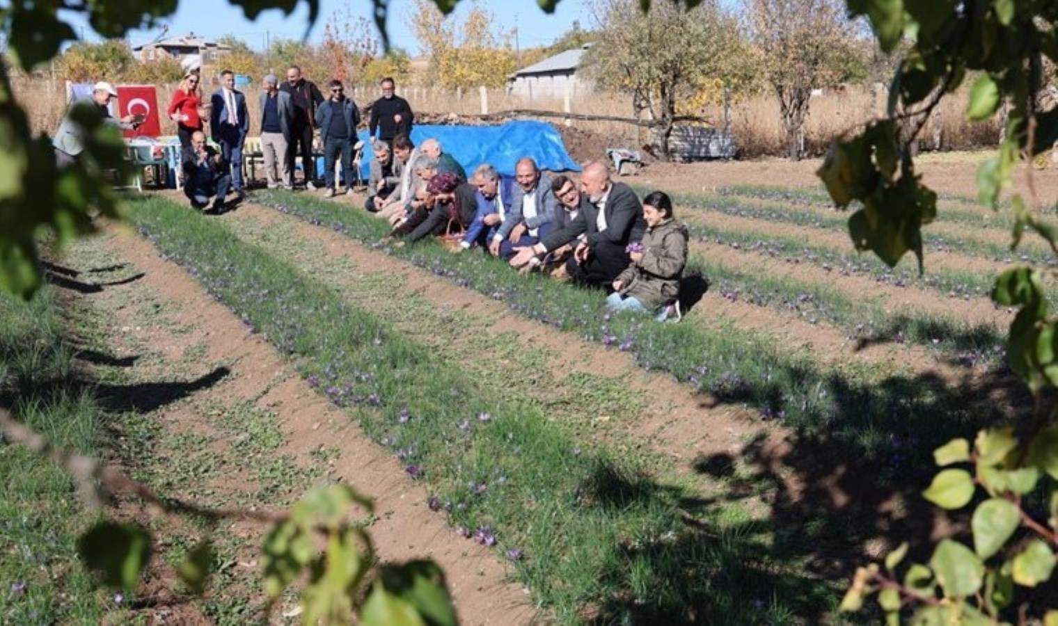 Dünyanın en pahalı baharatı! Her sabah hasat ediliyor…