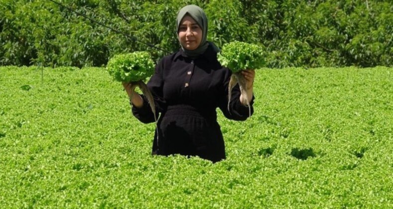 Erzincan yaprak dönerinin eşlikçisi! Kış mevsiminin gelmesiyle hasadı başladı….