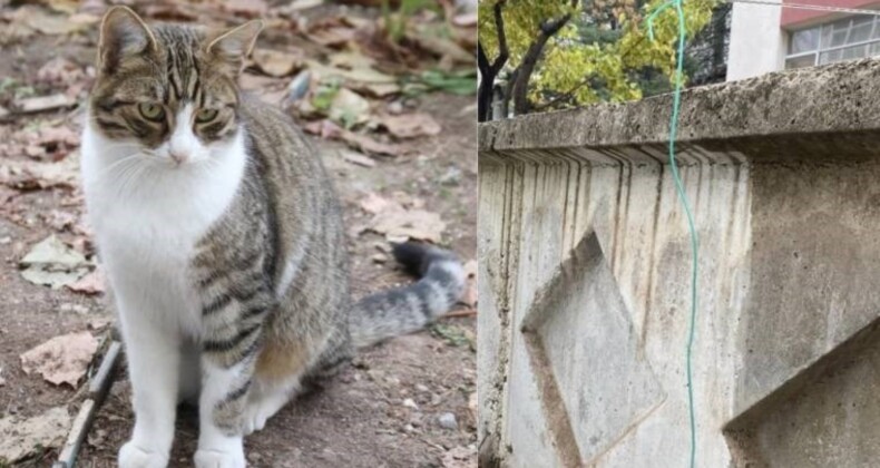 Eskişehir’de hayvana işkence! Ağaca iple asılan kedi kurtarıldı