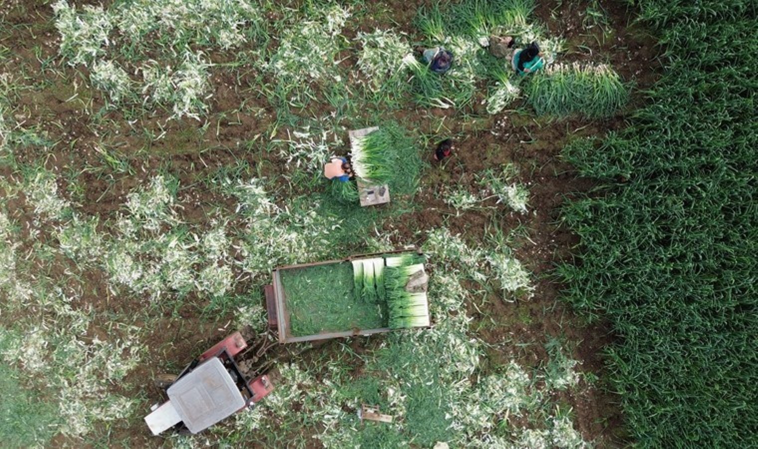 Hasadı başladı: Bu yıl fiyatı iki katına çıktı! Dönüm başı 20 bin gider…