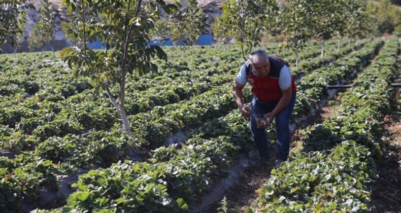 Hasadı hiç bitmiyor! Yılın 12 ayında üretiliyor: 1628 kişinin geçim kaynağı