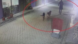 Hatay’da vahşet: İş yerinin kapısını açıp kedileri köpeklerine parçalattı