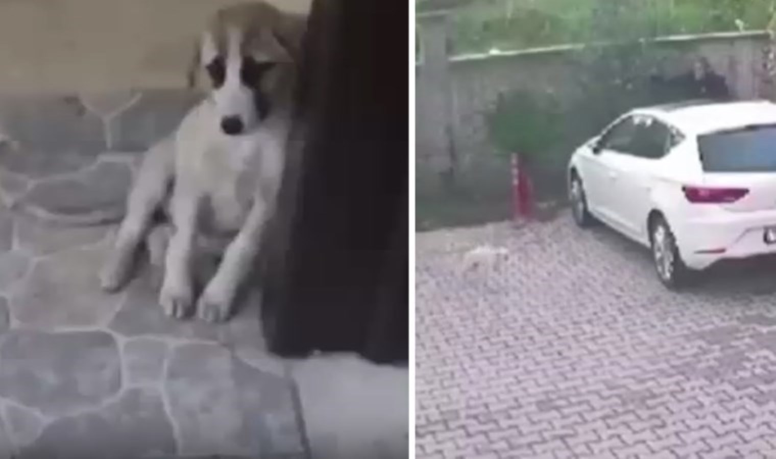 Hayvana şiddet bitmiyor… Bursa’da ‘başıboş insan’ site bahçesindeki köpeğe ayakkabı fırlatıp, tekme attı!