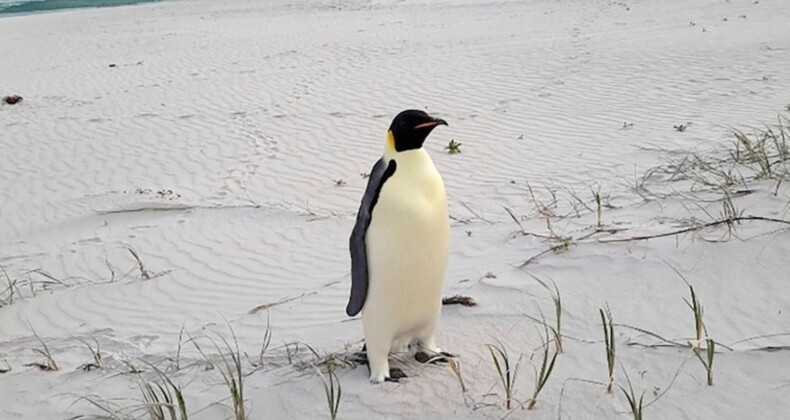 İmparator penguen, Avustralya’da ilk kez görüldü!