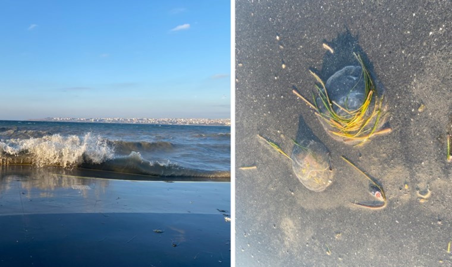 İstanbul’da ‘lodos’ etkisi: Deniz anaları kıyıya vurdu