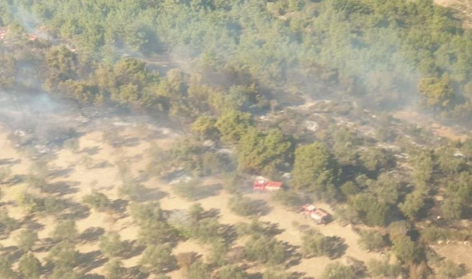 İzmir’de orman yangını: Kontrol altına alındı!