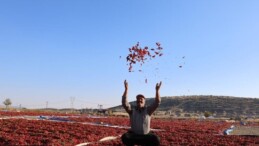 Kahramanmaraş’ta en acı hasat: Üretim 50 bin ton