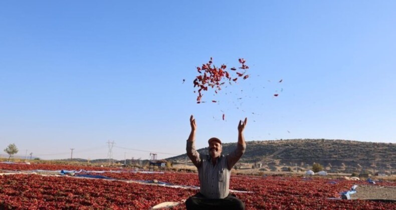 Kahramanmaraş’ta en acı hasat: Üretim 50 bin ton