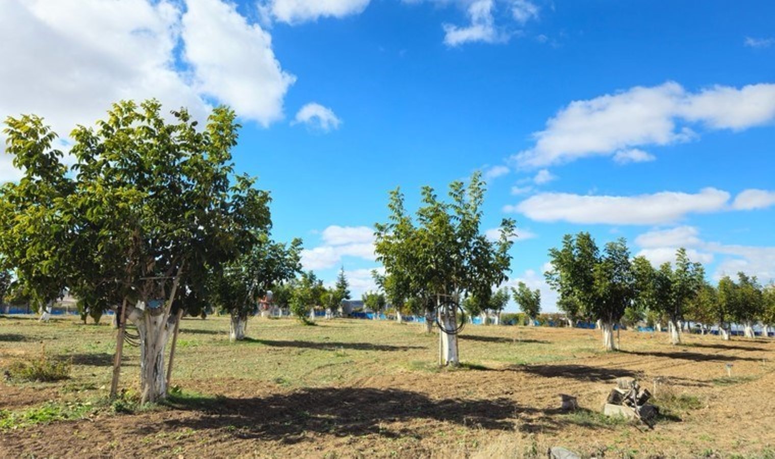 Kaman’da hasat geç başladı: Kilosu 180 TL…