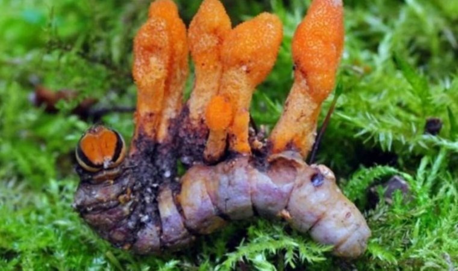 Kanser tedavisinde yeni umut: ‘Tırtıl Mantarı’ virüsleri yok edebilir!