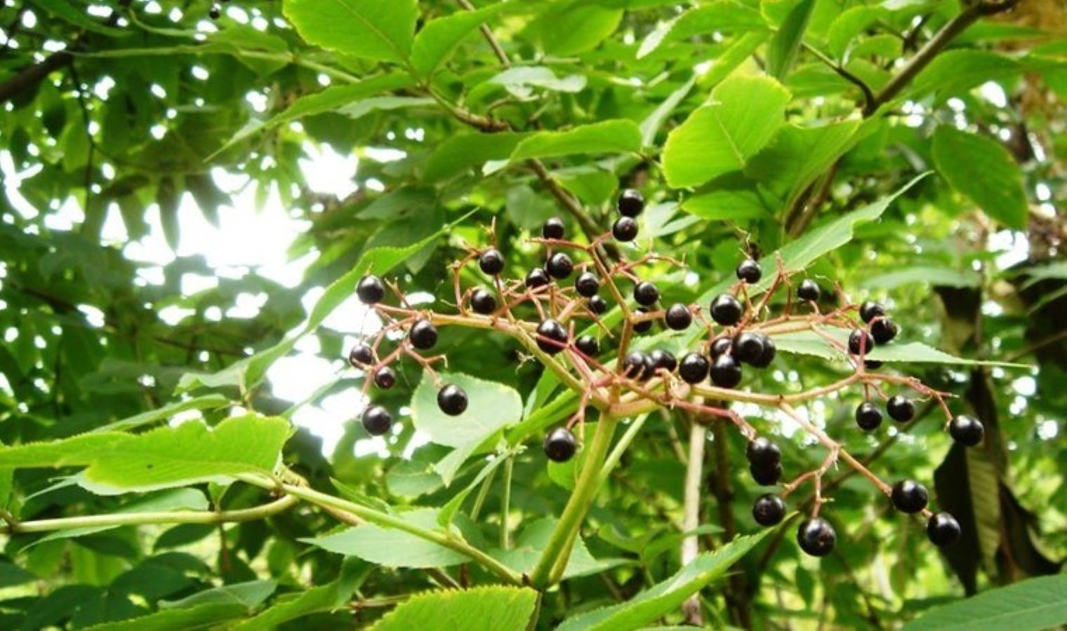 Kanserli hücreleri yok ettiği belirlendi! Türkiye’de doğada yetişiyor….