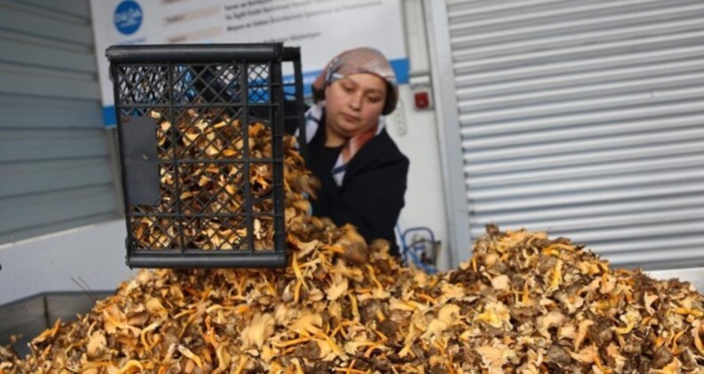 Kastamonu ormanlarından toplanıyor, Avrupa’ya ihracat ediliyor! 100 milyon TL değerinde