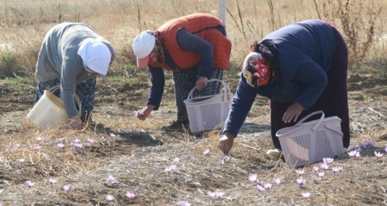 Kilosu 500 bin lira! Eskişehir’de 112 dekarlık alanda yetişiyor….