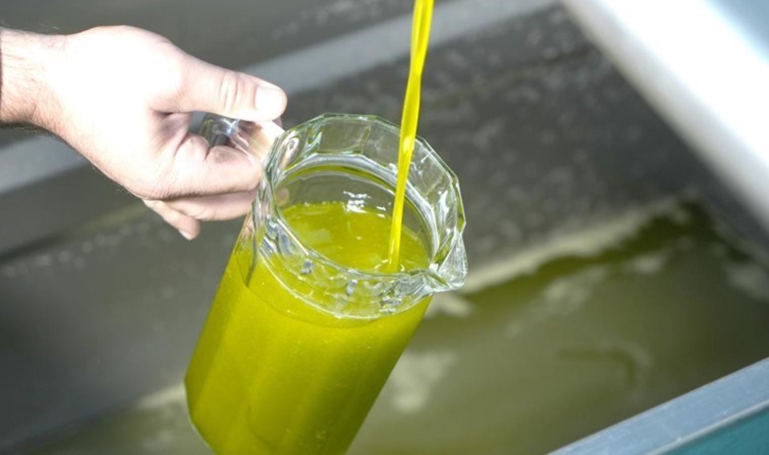 Ne rengi ne kıvamı! Sahte zeytinyağını anlamanın tek yolu….