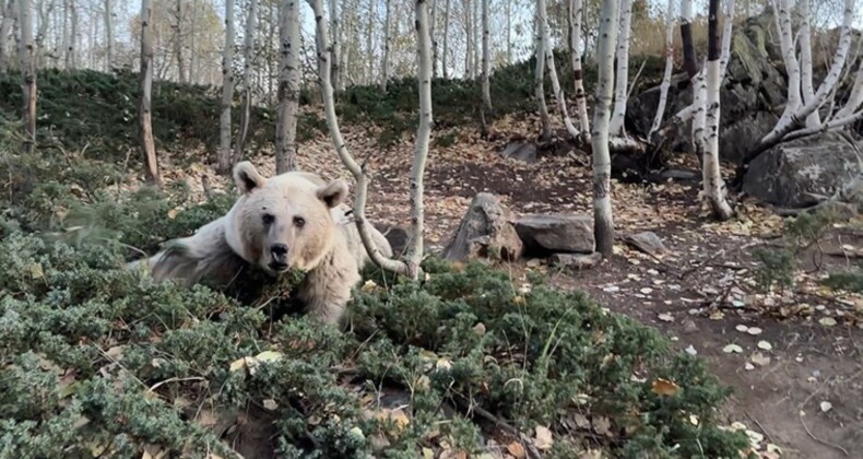 Nemrut’ta ayı saldırılarına karşı önlem: Ziyaretçilere kapatıldı