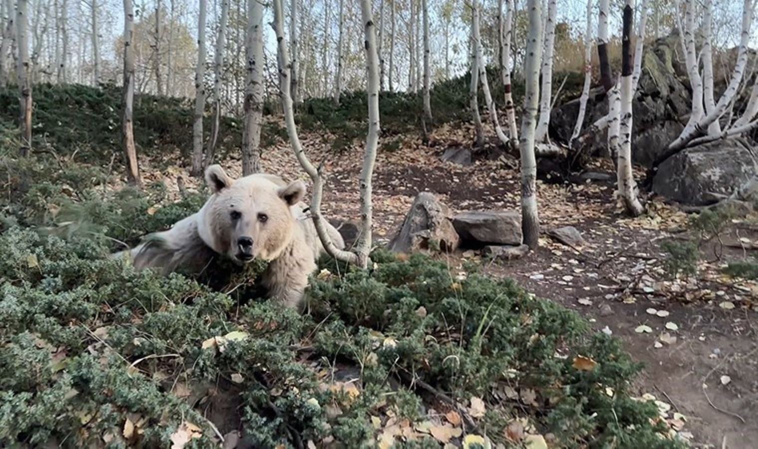 Nemrut’ta ayı saldırılarına karşı önlem: Ziyaretçilere kapatıldı