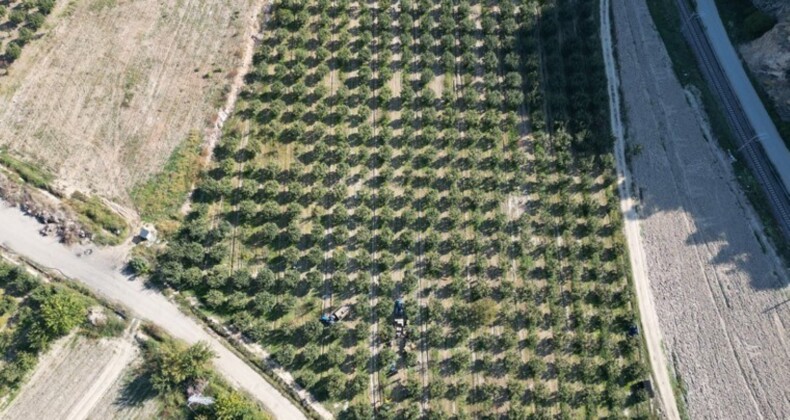 Osmaneli’de hasat devam ediyor: 12 bin ton rekolte bekleniyor