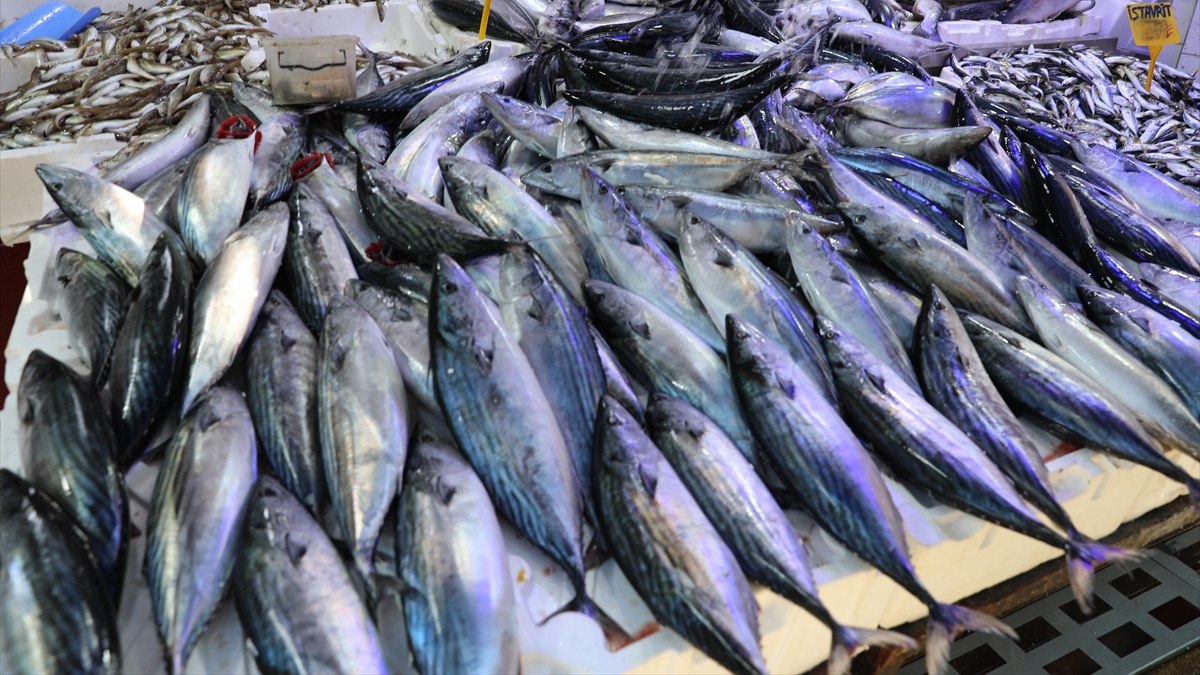 Palamutlar Karadeniz’de tezgahları şenlendiriyor: Hem lezzetli hem ekonomik
