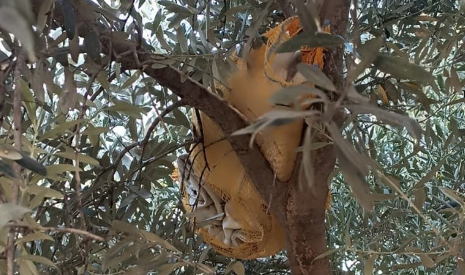 Pes dedirten yöntem: ‘Zeytin ağacında’ 1569 adet uyuşturucu ele geçirildi