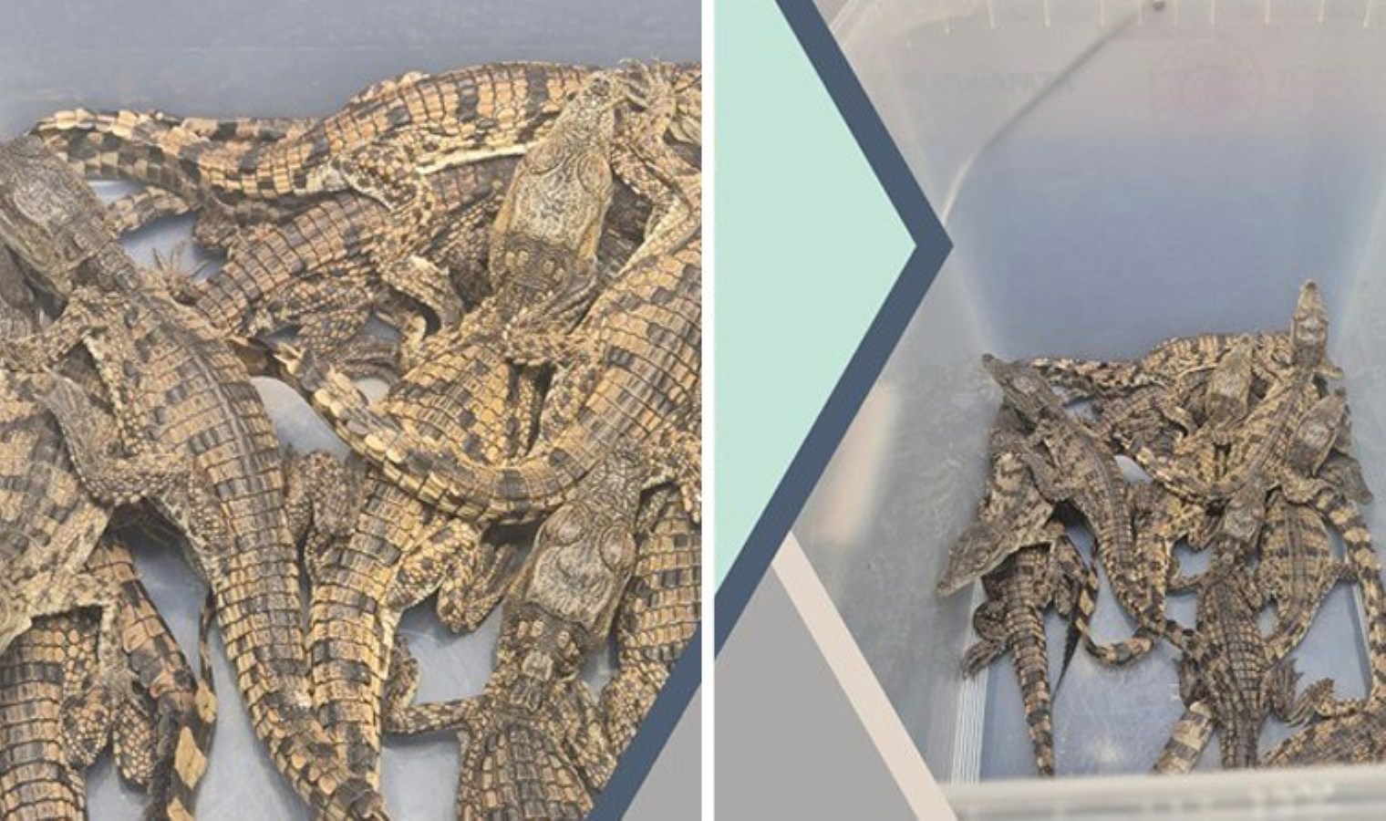 Sabiha Gökçen Havalimanı’nda yakalanmıştı: Kaçak yollarla Türkiye’ye getirilen ‘timsahlara’ el konuldu