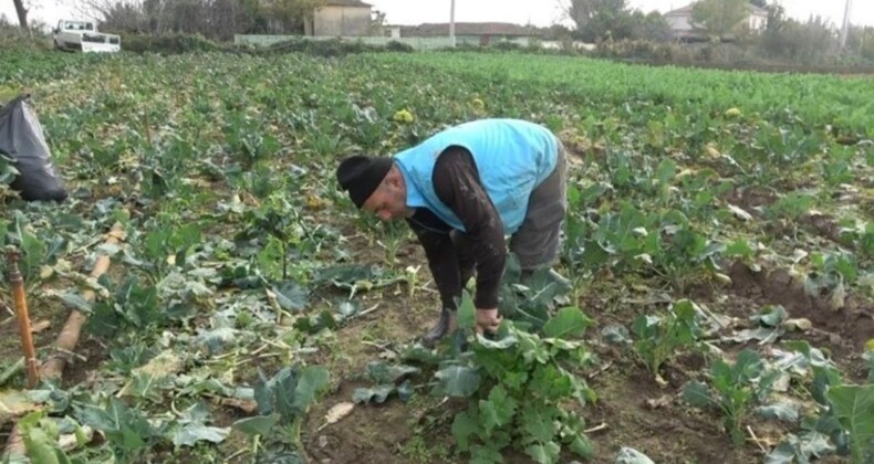 Samsun’da hasat başladı: Altın gibi değerli! Karaborsaya düştü…